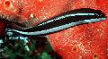 Iasc Aquarium Dottyback Striped, Pseudochromis sankeyi, breac Photo, cúram agus Cur síos, saintréithe agus ag fás
