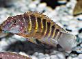 Aquarium Fish Striped Goby Cichlid, Eretmodus, Striped Photo, care and description, characteristics and growing
