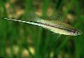 Akvaariokaloille Miekkapyrstö, Xiphophorus helleri, Vihreä kuva, hoito ja tuntomerkit, ominaisuudet ja viljely