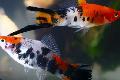 Aquarium Fish Swordtail, Xiphophorus helleri, Motley Photo, care and description, characteristics and growing