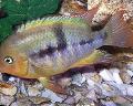 Aquarium Fish T-Bar Cichlid, Cichlasoma sajica, Archocentrus sajica, Striped Photo, care and description, characteristics and growing