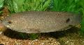 Tailspot bush fish