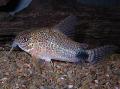 Aquarium Fish Tailspot corydoras, Corydoras caudimaculatus, Spotted Photo, care and description, characteristics and growing