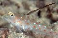 Aquarium Fish Tangaroa Goby, Ctenogobiops tangaroai, Spotted Photo, care and description, characteristics and growing