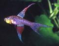 Akvariumas Žuvys Terranatos, margas Nuotrauka, kad ir aprašymas, charakteristikos ir augantis