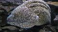 Aquarium Fish Tessalata Eel, Gymnothorax favagineus, Spotted Photo, care and description, characteristics and growing
