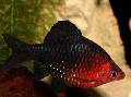 Photo Freshwater Fish The black ruby barb
