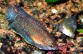τα ψάρια ενυδρείου Παχιά Χείλη Gourami, Colisa labiosa, Ριγέ φωτογραφία, φροντίδα και περιγραφή, χαρακτηριστικά και φυτοκομεία