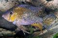 Aquarium Fish Threadfin Acara, Acarichthys heckelii, Silver Photo, care and description, characteristics and growing
