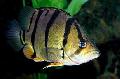 Aquarium Fish Tiger perch, Datnioides, Coius, Striped Photo, care and description, characteristics and growing