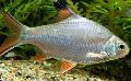 Aquarium Fish Tinfoil Red Tail Barb, Barbus schwanefeldi, Silver Photo, care and description, characteristics and growing