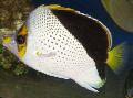 Tinkeri Butterflyfish Photo, saintréithe agus cúram