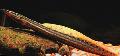 Lastik Parça Yılanbalığı fotoğraf, özellikleri ve bakım