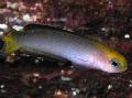 Pesci d'Acquario Trachinops, Grigio foto, la cura e descrizione, caratteristiche e la coltivazione