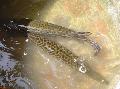Aquarium Fish Tropical gar, Atractosteus tropicus, Spotted Photo, care and description, characteristics and growing