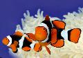 Клоун перкула (Амфиприон клоун, Оранжевый амфиприон, Рыба-клоун) Фото, характеристика и уход