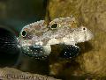 Two Spot Goby Photo, characteristics and care