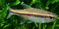 Aquarium Fish Vilmas Tetra, Hyphessobrycon vilmae, Gold Photo, care and description, characteristics and growing