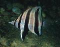 Аквариумни Риби Западната Talma, Chelmonops curiosus, Райета снимка, грижа и описание, характеристики и култивиране