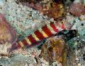 Aquarium Fish Wheeler's Shrimp Goby, Amblyeleotris wheeleri, Striped Photo, care and description, characteristics and growing