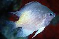 White-belly damselfish, Amblyglyphidodon flavilatus, Silver Photo, care and description, characteristics and growing