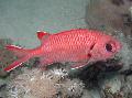 აკვარიუმის თევზი თეთრი-Edged (Blotcheye Soldierfish), Myripristis murdjan, წითელი სურათი, ზრუნვა და აღწერა, მახასიათებლები და იზრდება
