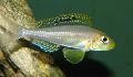 Aquarium Fish Xenotilapia papilio, Silver Photo, care and description, characteristics and growing