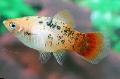Aquarium Fish Xiphophorus maculatus, Xiphophorus maculatus, Platypoecilus maculatus, Spotted Photo, care and description, characteristics and growing