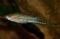 Aquarium Fish Xiphophorus mayae, Striped Photo, care and description, characteristics and growing