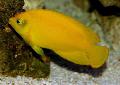Kollane Angelfish hoolitsemine ja omadused