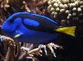 Aquarium Fish Yellow Belly Regal Blue Tang, Paracanthurus hepatus, Blue Photo, care and description, characteristics and growing