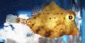 Κίτρινο Boxfish φωτογραφία, χαρακτηριστικά και φροντίδα