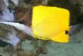 Sarı Longnose Butterflyfish fotoğraf, özellikleri ve bakım