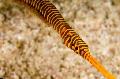Yellow Multibanded Pipefish (Many-banded pipefish), Doryrhamphus pessuliferus, Striped Photo, care and description, characteristics and growing