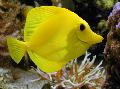 Aquarium Fish Yellow Tang, Zebrasoma flavescens, Yellow Photo, care and description, characteristics and growing