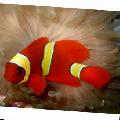 Yellowstripe Viininpunainen Clownfish kuva, ominaisuudet ja hoito