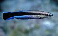 fotografie Mořské Ryby (Mořská Voda) Yellowtail Tubelip