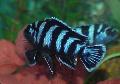Aquarium Fish Zebra Cichlid, Pseudotropheus zebra, Striped Photo, care and description, characteristics and growing