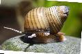 Freshwater Clam Cipangopaludina Leucythoides, beige Photo, care and description, characteristics and growing
