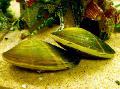 Прісноводні Молюски Корбикул, Corbicula fluminea, зеленуватий Фото, догляд і опис, характеристика і зростаючий