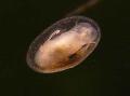 Slatkovodna školjka školjke Slatkovodne Priljepak Foto, karakteristike i briga