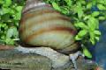 Слатководна Шкољка Japanese Trapdoor Snail (Pond), Viviparus, беж фотографија, брига и опис, карактеристике и растуће