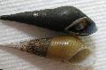 Long Nose Snail care and characteristics