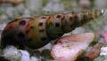 Ferskvann Musling Malaysiske Trompet Snegler, Melanoides tuberculata, beige Bilde, omsorg og beskrivelse, kjennetegn og voksende