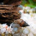 Magevee Merekarp pikliku spiraal Melanoides Granifera Foto, omadused ja hoolitsemine