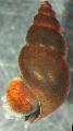 New Zealand Mud Snail брига и карактеристике