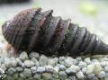 Palourdes d'eau Douce spirale allongée Pachymelania Fusca Photo, les caractéristiques et un soins
