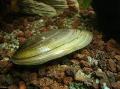 Слатководна Шкољка Painter's Mussels, Unio pictorum, зелена фотографија, брига и опис, карактеристике и растуће