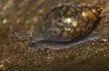 Ferskvand Musling sfærisk spiral Physa Foto, egenskaber og pleje