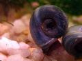 Małży Słodkowodnych Ramshorn Ślimak, Planorbis corneus, szary zdjęcie, odejście i opis, charakterystyka i hodowla